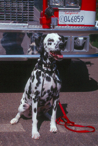 dalmation.jpg dalmation.jpg