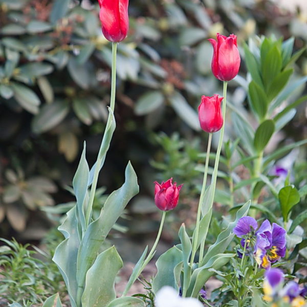 Gemeinschaftsuebung_FF_Weisskirchen_127.jpg Gemeinschaftsuebung_FF_Weisskirchen_127.jpg